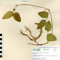 24032 herbarium