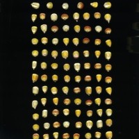 CIMMYTMA 3793 PANA 83 AF18A-0903-74 K.jpg