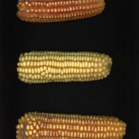 CIMMYTMA 5657 CUBA 67 AF17A-0903-114 E.jpg