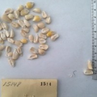 CIMMYTMA 1514 - Reference Inventory.jpg