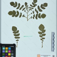 CIP 760213 herbarium