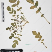 CIP 761451_OCH 12088_02.jpg