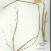 IRGC 106049 Herbarium