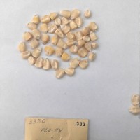 CIMMYTMA 333 - Reference Inventory.jpg