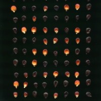 CIMMYTMA 10362 APUC 136 TC22U-2903-153 K.jpg