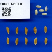 IRGC 62018 Seed Photo