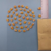 CIMMYTMA 7422 - Reference inventory.jpg