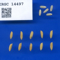 IRGC 14497 Seed Photo