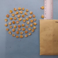 CIMMYTMA 7893 - Reference inventory.jpg