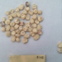 CIMMYTMA 2142 - Reference Inventory.jpg