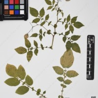 CIP 760428_HHA 6468_08.jpg