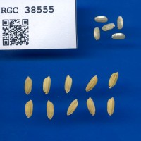 IRGC 38555 Seed Photo