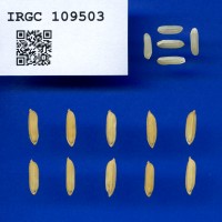 IRGC 109503 Seed Photo
