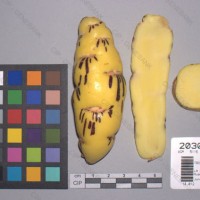 CIP 203010 Tuber