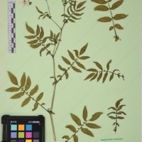 CIP 761164_OCHS 11007_08.jpg