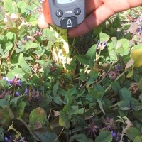 Trifolium decorum_2195 (4).jpg