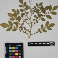 CIP 761723_OCH 13681_03.jpg