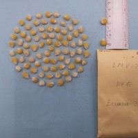 CIMMYTMA 8158 - Reference inventory.jpg