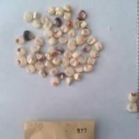 CIMMYTMA 927 - Reference Inventory.jpg