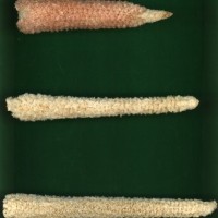 CIMMYTMA 6268 BOLI 1063 AF17A-0903-96 C.jpg