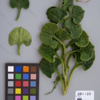 CIP 201122 Herbarium