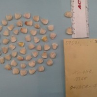 CIMMYTMA 5957 - Reference Inventory.jpg