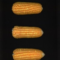 CIMMYTMA 5823 CUBA 13 AF21A 0903 131 E11540 _compress.jpg