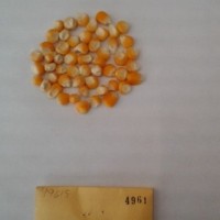 CIMMYTMA 4961 - Reference Inventory.jpg