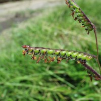 Urochloa decumbens 14691-flower.JPG