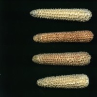 CIMMYTMA 17064 PERU 474 TC22U-2903-135 C.jpg