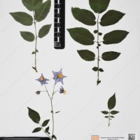 CIP 761064_OCHS 15528_11.jpg