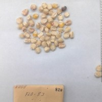 CIMMYTMA 820 - Reference Inventory.jpg