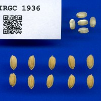 IRGC 1936 Seed Photo