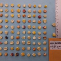 CIMMYTMA 16242 - Reference Inventory.jpg