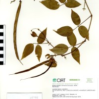 15735 herbarium