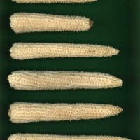 CIMMYTMA 27153 BRAZ BA110 AF19A-0903-83 C.jpg