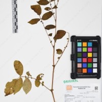 CIP 761053_OCHS 11865_01.jpg