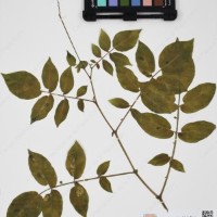 CIP 760248_HHCH 4531c_06.jpg