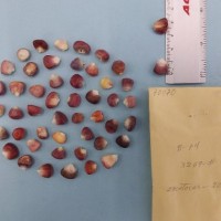 CIMMYTMA 7007 - Reference inventory.jpg