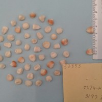 CIMMYTMA 5285 - Reference Inventory.jpg