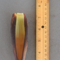 6.5.2 - Bract apex shape