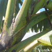 6.3.1 - Blotches at the petiole base