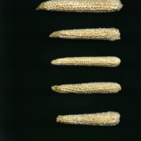 CIMMYTMA 8455 HIDA 92 BA21U-2903-212 C_compress.jpg