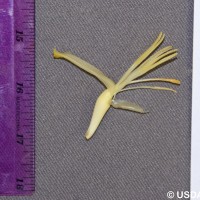 6.6.13 - Anther colour