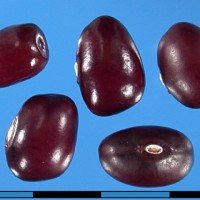G51003A seed.jpg