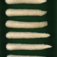 CIMMYTMA 16305 ZACA 137 BA22U-2903-33 C.jpg