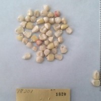 CIMMYTMA 1820 - Reference Inventory.jpg