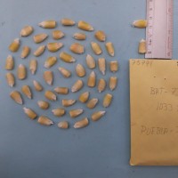 CIMMYTMA 7579 - Reference inventory.jpg