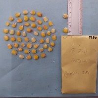 CIMMYTMA 7390 - Reference inventory.jpg