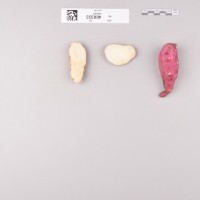 CIP 400333 (root).jpg